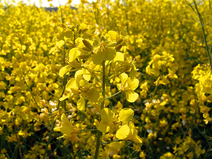 oilseed rape, field of rapeseeds, yellow, summer