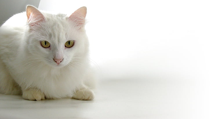 gato, Persa, animais, Catherine, pele branca, animais de estimação, gato doméstico