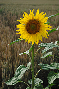 Sun flower, kwiat, żółty, zielony