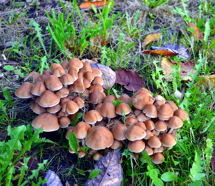 mushrooms, fungi, plant, toxic, brown, forest, meadow