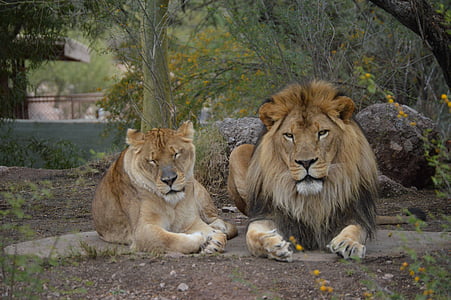 animal, Lion, sauvage, faune, nature, Zoo, chat