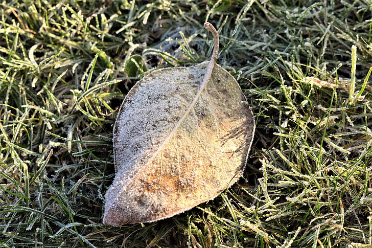 Mraz, Zreli, hladno list, zamrznuta, priroda, lišće, sunčano
