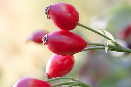 rose hip, canina, fruit, red, wild rose, nature, plant