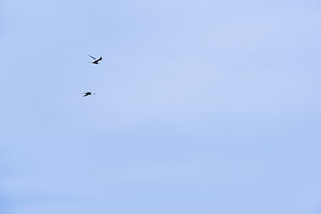two, birds, flying, clear, blue, sky, animals