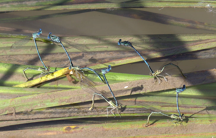 dragonflies, mating, water