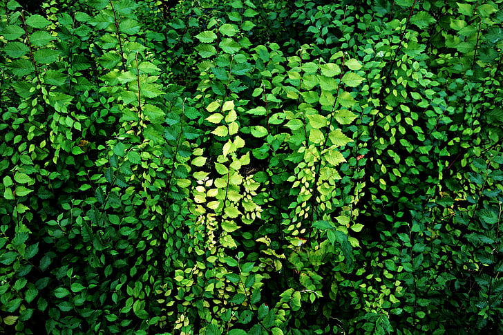 листа, зеленина, растения, растеж, крайпътни, стената на листа, природата