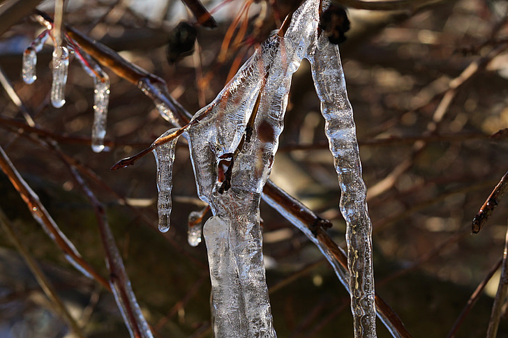 ice, winter, cold, icicle, frost, tree, branch