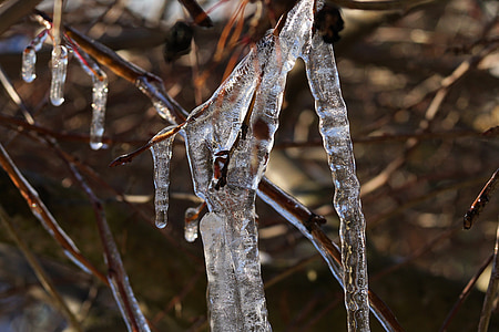 Ice, talvi, kylmä, jääpuikko, Frost, puu, haara