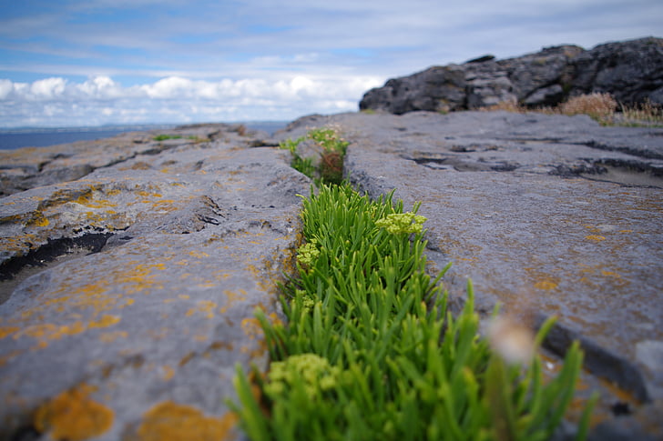 Pedro, Irlanda, verde, Zen, hierba, rocas, Ver