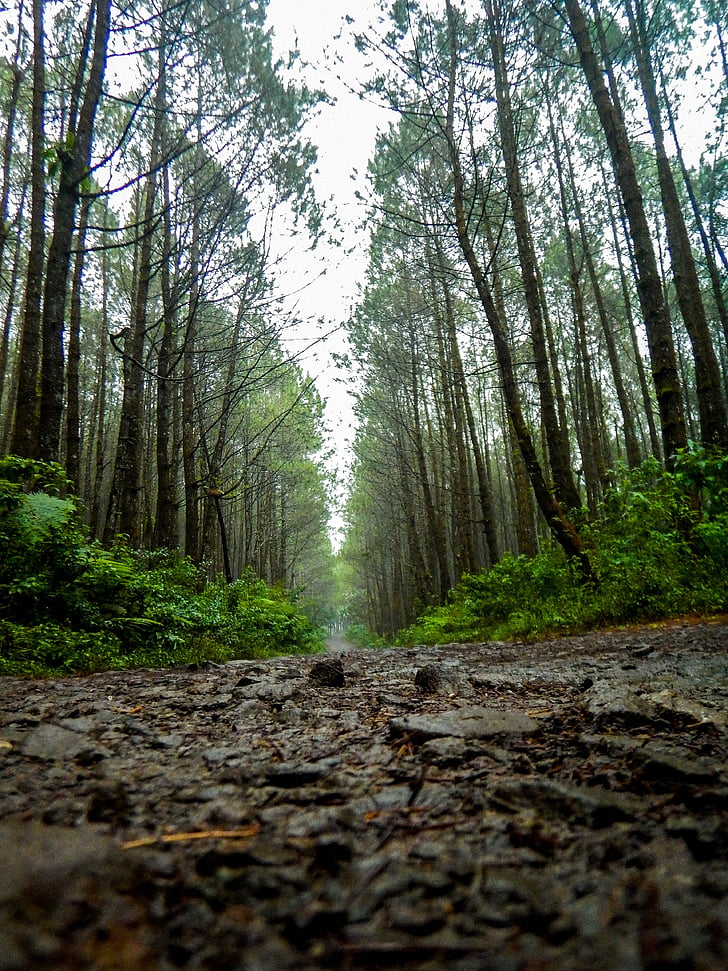 Road, Trail, Pine, Metsä, Luonto, puu, ulkona