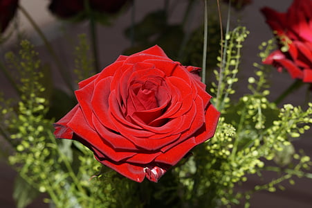 τριαντάφυλλο, μπουκέτο με τριαντάφυλλα, μπουκέτο, άνθος, άνθιση, γιορτή, λουλούδι