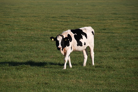 cow, animal, farm, animals, nature, outdoor life, pasture