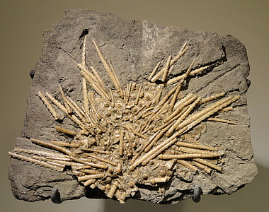 archaeocidaris, Espinosa, mar, erizo de, carbonífero, Winchell, formación
