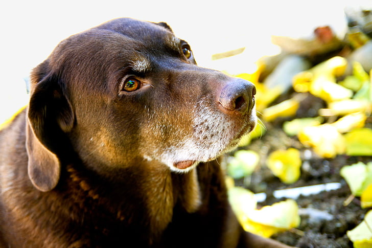 Labrador retriever, pies, pies myśliwski, Labrador, zwierzętom, zwierząt, psi
