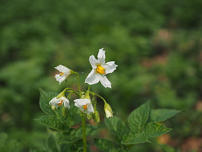 potato shrub, potato blossom, blossom, bloom, white, potato, solanum tuberosum