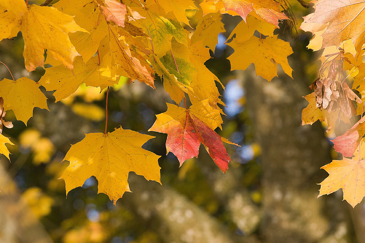 hojas, follaje, otoño, Arce, Color