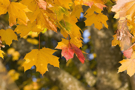 leaves, foliage, autumn, maple, color