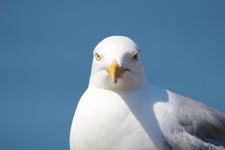 Racek, ostrov Helgoland, pták