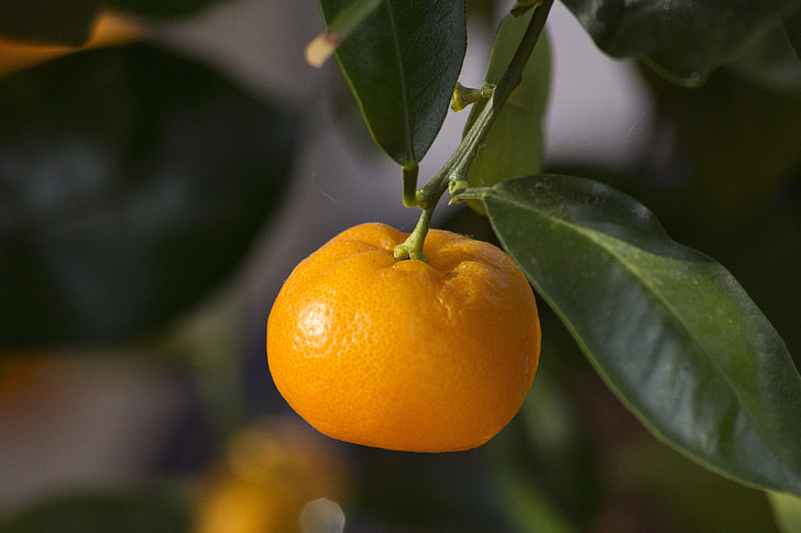 Mini pomarańczowy, pomarańczowy, Pelargonie