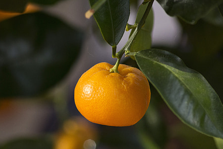 mini orange, orange, pelargonier
