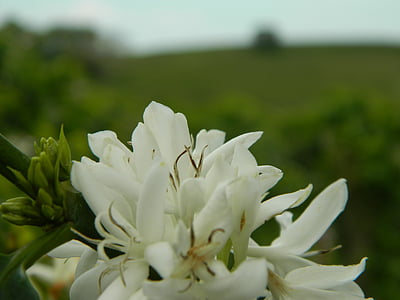 λουλούδι, φυτό, τοπίο, ανθισμένα, λουλούδια πεδίο, καφέ ντε Φλορ, φύση