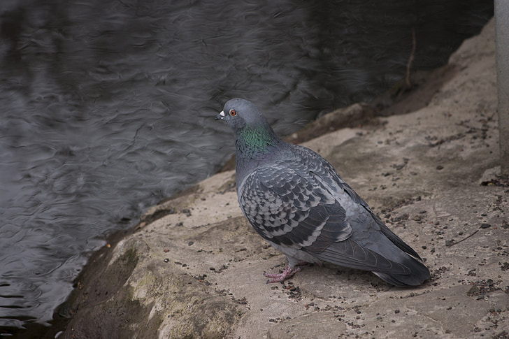 dove, bird, animal, city pigeon, nature, animal world, close