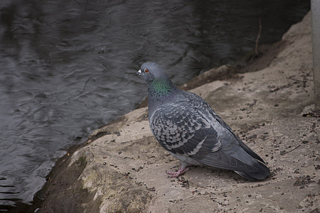 dove, bird, animal, city pigeon, nature, animal world, close