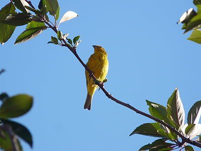 paukščiai, Goldfinch, Gamta, gyvūnija
