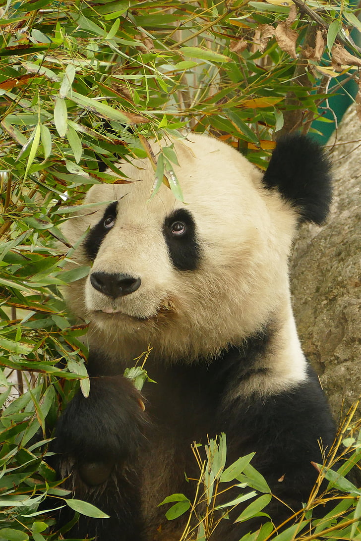 Panda, zvieratá, medveď, cicavec, Zoo, kožušiny, milý