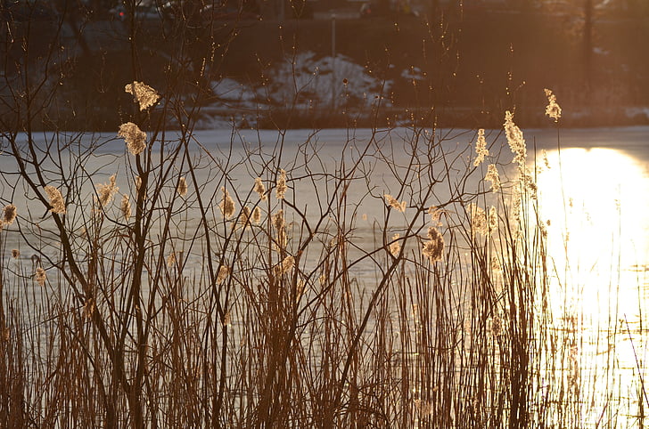 reeds, pond, cane, reflection