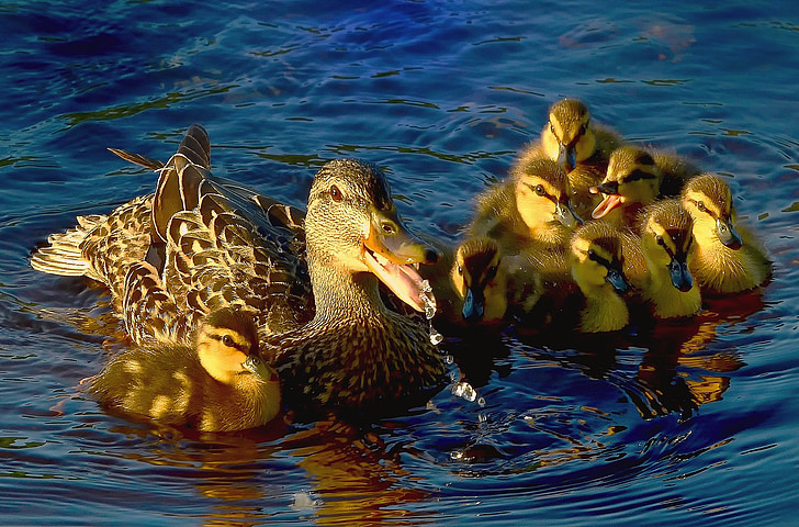 ducks, water, lake, colors, wild ducks, plumage, nature