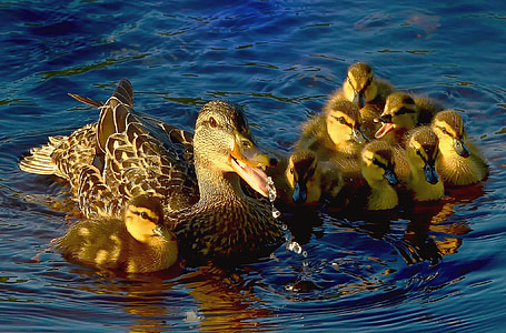 patke, vode, jezero, boje, divlje patke, perje, priroda