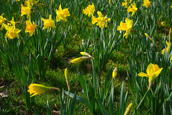 Narcissus pseudonarcissus, Daffodil, blomma, Blossom, Bloom, gul, våren