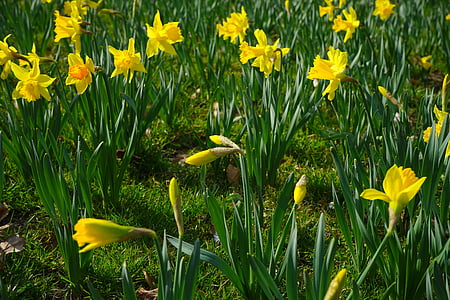 Narcissus pseudonarcissus, Narcis, cvijet, cvijet, cvatu, žuta, proljeće