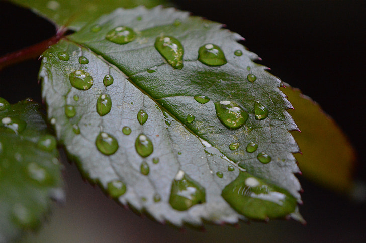 Rosenblatt, regn, DROPP, våt, vatten, regndroppe, droppe vatten