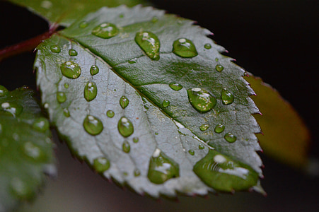 Rosenblatt, dež, kapljično, mokro, vode, kaplja dežja, kapljica vode