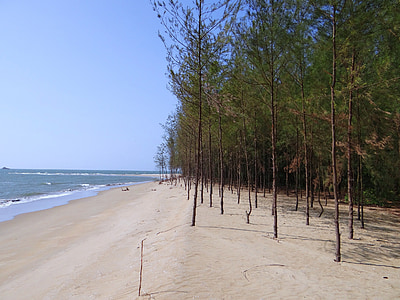 海滩, 白色的沙滩, 木麻黄林, 阿拉伯海, 加尔瓦尔, 印度