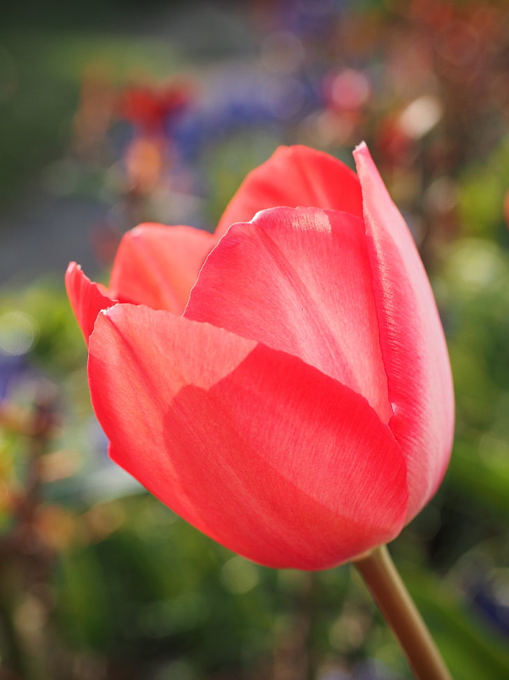 tulipán, piros, virág, tavaszi, zár, színes, szín