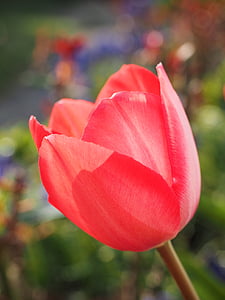 Tulip, rojo, flor, primavera, cerrar, colorido, Color