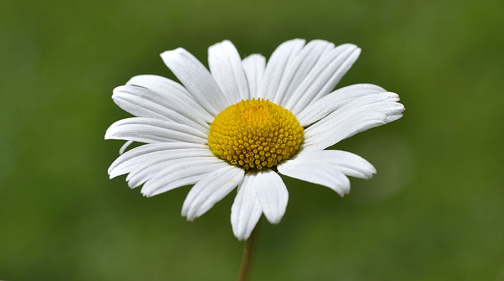 Marguerite, fiore, pianta, bianco, margerite prato, macro, Blossom