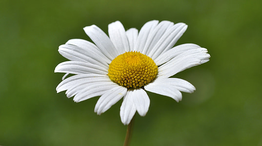 Marguerite, floare, plante, alb, Lunca margerite, macro, floare