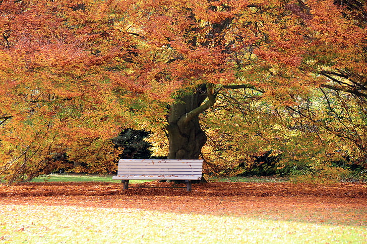 Есен, парк, листа, банка, дърво, далеч, Бад Пирмонт