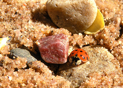 lieveheersbeestje, Close-up, macro, micro, zand, strand, rotsen