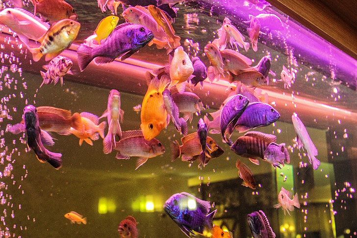 aquarium, ornamental fish, fish, freshwater fish, perch, mouthbrooders