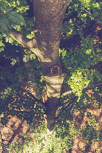 TreeTop, pad, van bovenaf, bos, meer, bestemming, weergave