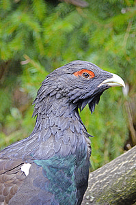Auerhahn, paukštis, rūšių, miško gyventojai, fazanas-kaip, plunksnos, spalvinga