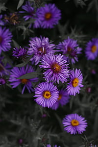violetinė, gėlė, Gamta, violetinės gėlės, natūralus, gėlių, rožinė