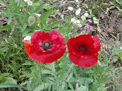 Magone, Magone zieds, sarkanās puķes, vasaras sākumā ziedi