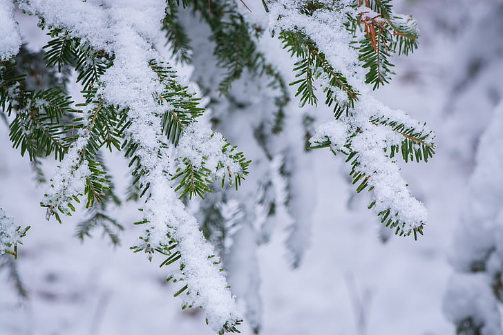 zimné, mrazivé, zimný čas, estetické, ihličnatý strom, zasnežené, sneh