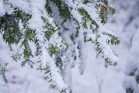 zimowe, chłodny, czas zimowy, estetyczne, drzewo iglaste, snowy, śnieg